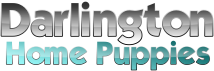 Darlington Home Puppies
