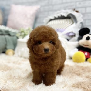 Processed with Focos