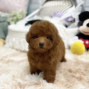 Processed with Focos